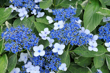 日本周遊　百花繚乱の横浜山手異人館