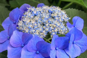 日本周遊　百花繚乱の横浜山手異人館