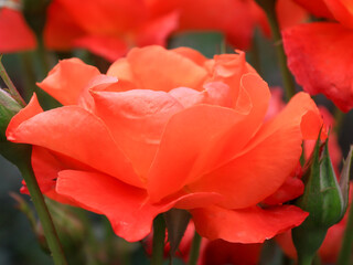 日本周遊　百花繚乱の横浜山手異人館