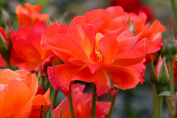 日本周遊　百花繚乱の横浜山手異人館