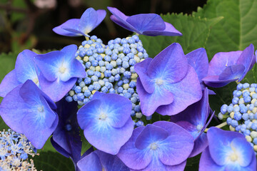 日本周遊　百花繚乱の横浜山手異人館