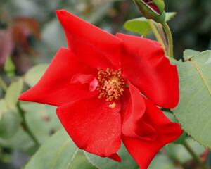 日本周遊　百花繚乱の横浜山手異人館
