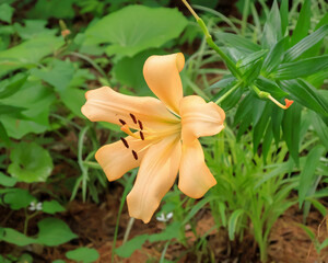 日本周遊　百花繚乱の横浜山手異人館