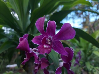 Captivating purple orchid with white edges, arranged gracefully in a lush tropical garden.