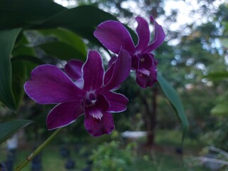 Captivating purple orchid with white edges, arranged gracefully in a lush tropical garden.