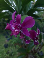 Captivating purple orchid with white edges, arranged gracefully in a lush tropical garden.