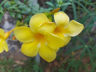 Bright yellow Allamanda flower in full bloom, trumpet-shaped with lush green leaves in the tropical background.