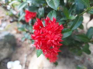 Close-up of vibrant red Ixora flower with green background, showcasing tropical floral texture and vivid colors.