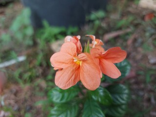 Close-up of bright orange Crossandra flower, highlighting its smooth texture and fresh tropical vibrance.
