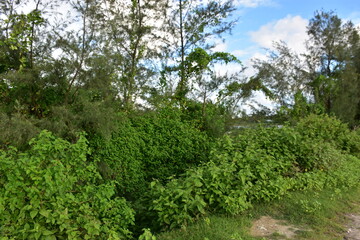 Scenic view of tall pine trees under a vibrant blue sky with fluffy white clouds.
