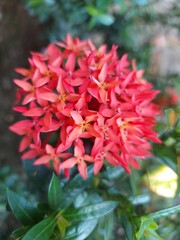 Close-up of vibrant red Ixora flower with green background, showcasing tropical floral texture and vivid colors.