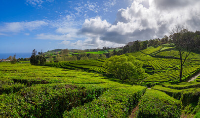 Landscape with tea plantation on the island of Sao Miguel in the Portuguese archipelago of the Azores, Portugal