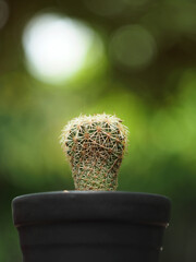 cactus in pot on wood table and green bokeh background