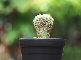 cactus in pot on wood table and green bokeh background