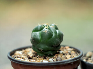 cactus in pot on wood table and green bokeh background