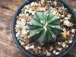 cactus in pot on wood table and green bokeh background