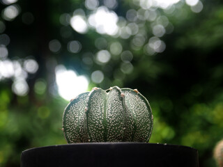 cactus in pot on wood table and green bokeh background