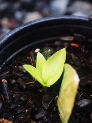 vareigated zamofolia zamiculcas in pot for lanting