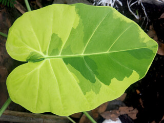 caladium bicolor and colorfull plant colocasia variegated leaf in pot house garden