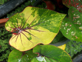 caladium bicolor and colorfull plant colocasia variegated leaf in pot house garden