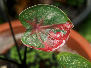 caladium bicolor and colorfull plant colocasia variegated leaf in pot house garden