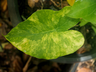 caladium bicolor and colorfull plant colocasia variegated leaf in pot house garden