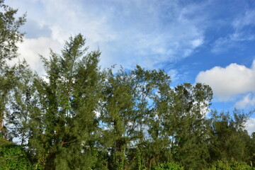 Obraz premium Scenic view of tall pine trees under a vibrant blue sky with fluffy white clouds.
