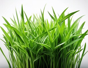 Naklejka premium fresh green grass isolated against a white background
