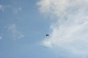 Fototapeta premium black crow flying against a bright blue sky with soft clouds, motion blur effect.