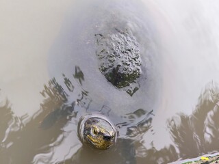 water flowing into the waterThe freshwater turtle swims in the light brown water with a yellow head...