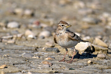 Kurzzehenlerche // Greater short-toed lark (Calandrella brachydactyla) 