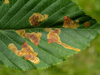 Top view of a horse-chestnut leaf showing mining damage caused by the invasive moth Cameraria...