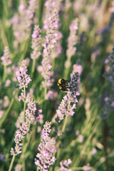 Close-up of bumblebee on lavender flower with blurred lavender field background