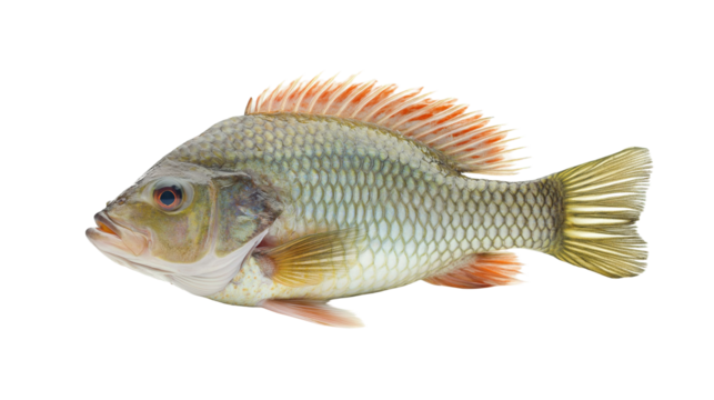 fish isolated on transparent white background