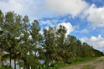 Scenic view of tall pine trees under a vibrant blue sky with fluffy white clouds.