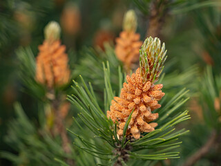 Close-up of male cones of dwarf mountain pine (Pinus mugo) releasing pollen in spring. Natural reproduction cycle of conifers captured in detail