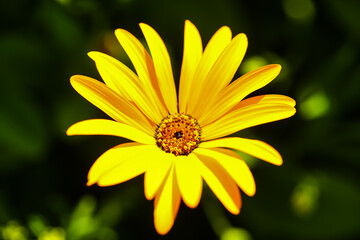 close-up of a vibrantyellow daisy flower in bloom