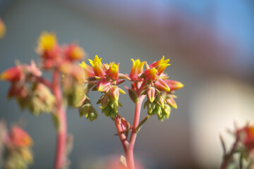 bloomin houseleek close up-sempervivum in flower