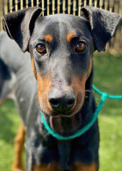 Doberman Pinscher with Focused Gaze