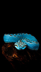 Fototapeta premium Vibrant blue insularis pit viper on dark wood