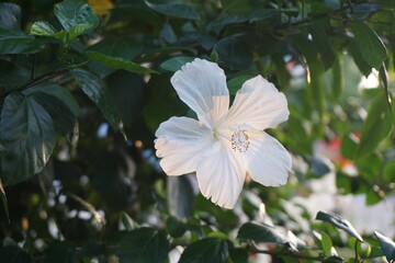 White hibiscus flower is blooming on tree, Garden fresh blooming white hibiscus flower