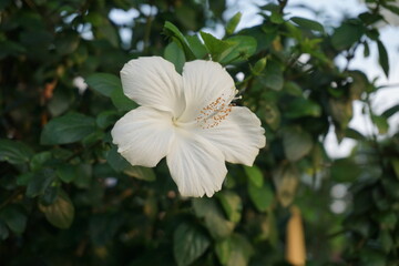 White hibiscus flower is blooming on tree, Garden fresh blooming white hibiscus flower