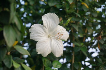 White hibiscus flower is blooming on tree, Garden fresh blooming white hibiscus flower