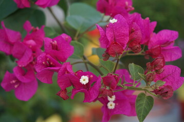 A bunch of pink Bougainvillea flowers  are blooming, A group of blooming pink paper flowers in a tree