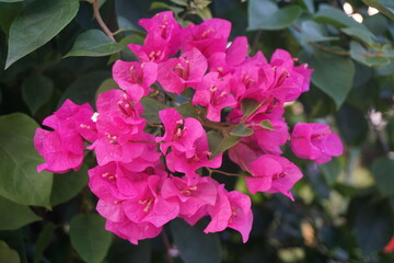 A bunch of pink Bougainvillea flowers  are blooming, A group of blooming pink paper flowers in a tree