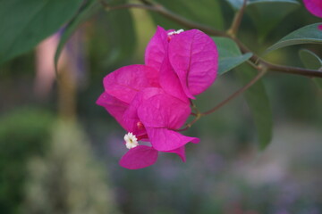 A bunch of pink Bougainvillea flowers  are blooming, A group of blooming pink paper flowers in a tree