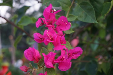 A bunch of pink Bougainvillea flowers  are blooming, A group of blooming pink paper flowers in a tree