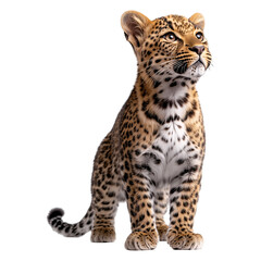 Naklejka premium Side view of a standing leopard with its tail relaxed isolated on a transparent background 