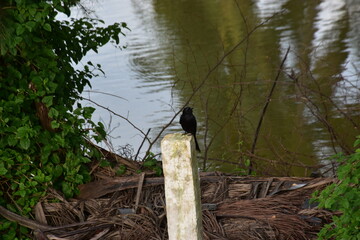 black bird perched on a white post by a calm river surrounded by greenery
