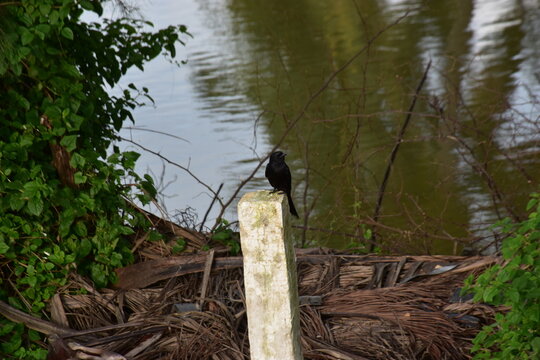 black bird perched on a white post by a calm river surrounded by greenery - Powered by Adobe